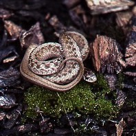 Snake
