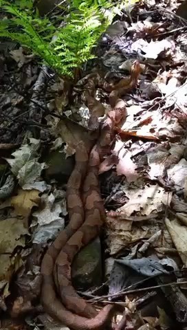 copperhead-courtship---3