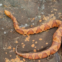 Snake