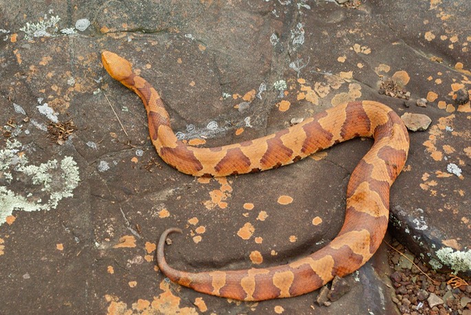 Snake