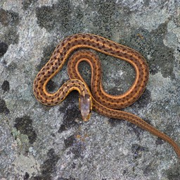 SNAKE