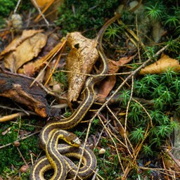 SNAKE