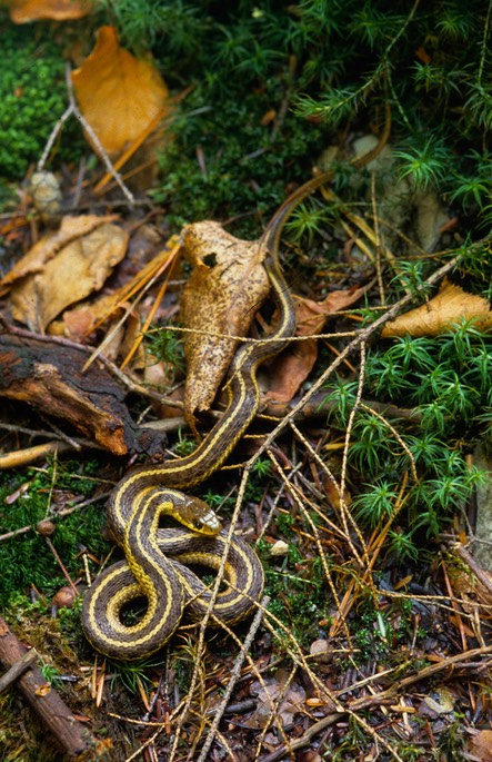 SNAKE