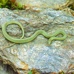 Snake