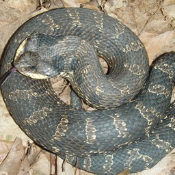 Snake