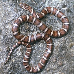 Snake