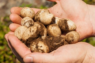 Racer Eggs