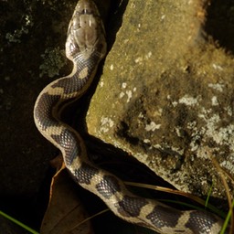 Snake