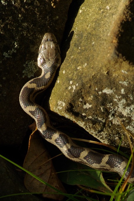 Snake