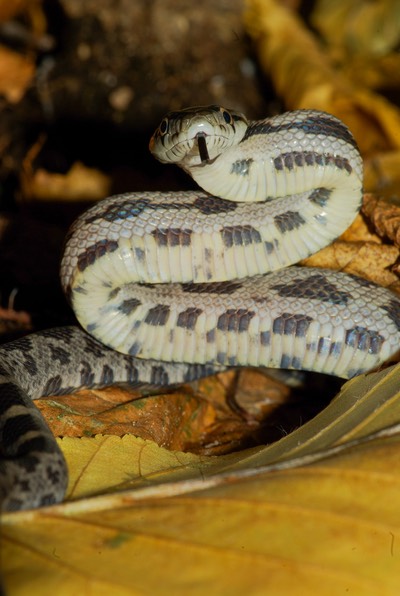 Snake