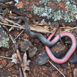 Snake