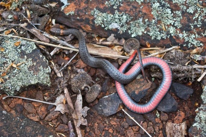 Snake