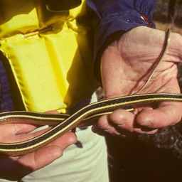 SNAKE