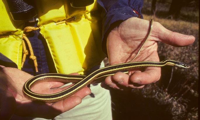 SNAKE