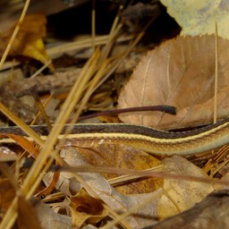 Snake