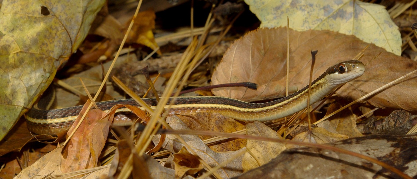 Snake