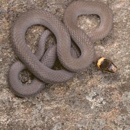 Ringneck on rock-1