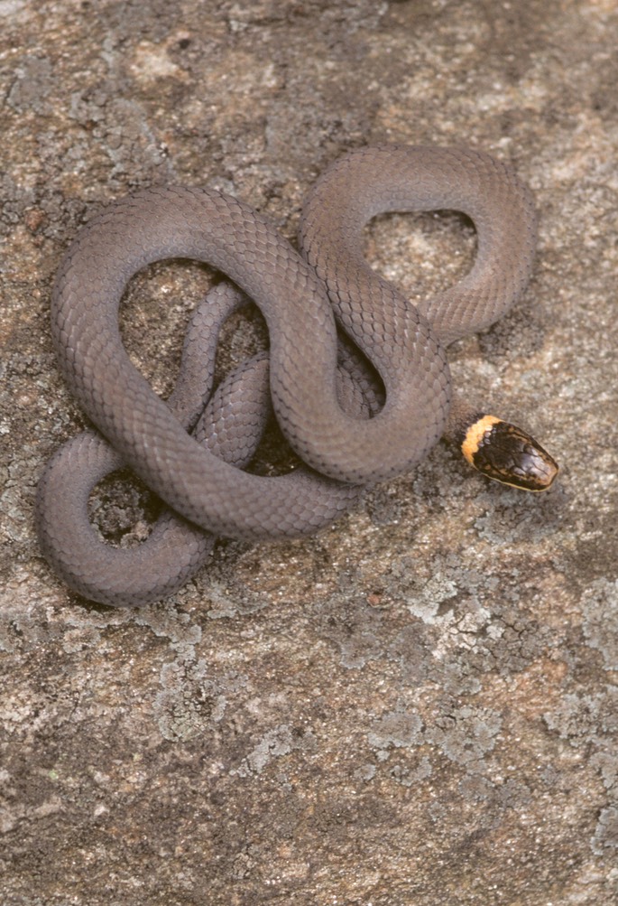 Ringneck on rock-1
