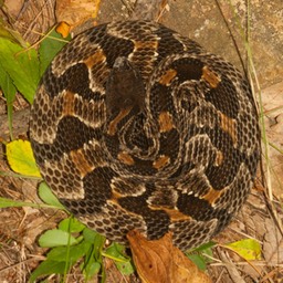Snake