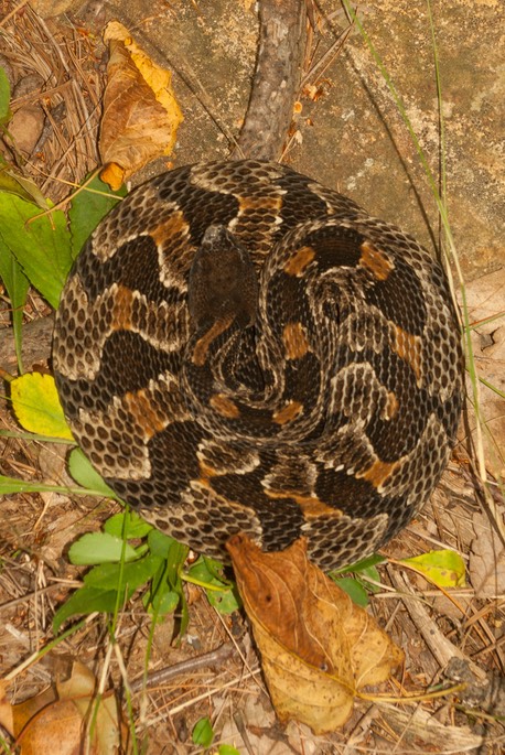 Snake