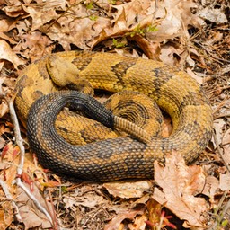 Snake