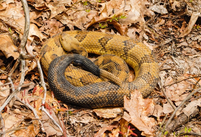 Snake