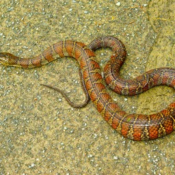Snake