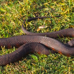 SNAKE