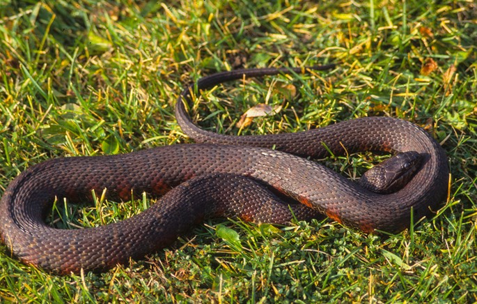 SNAKE