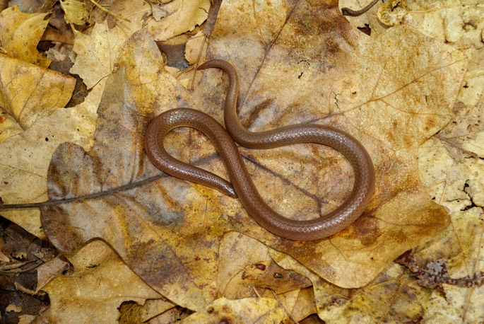 Snake